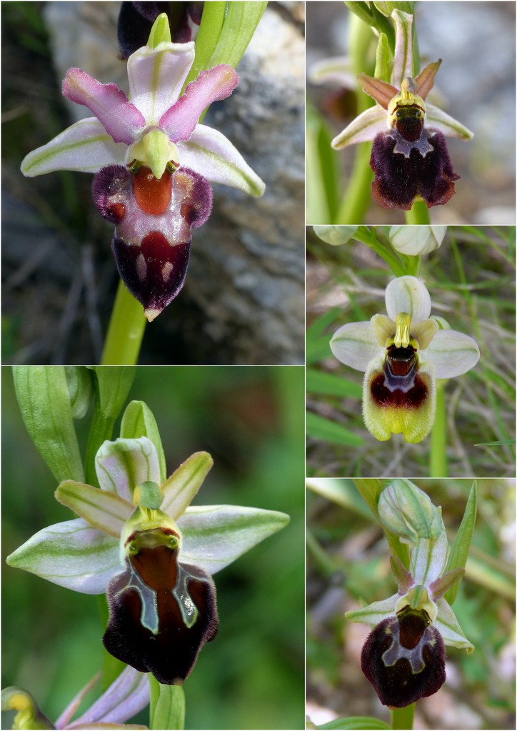 Orchidee in Sardegna, un fine settimana a 78 giri!